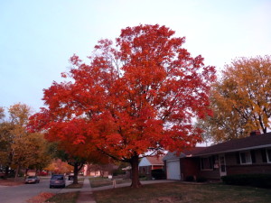 Leaves Kettering Ohio
