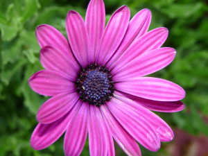 Flower planting kettering ohio, purple flower, flower kettering